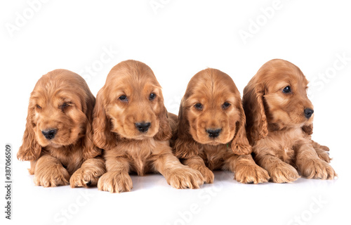 puppies cocker spaniel