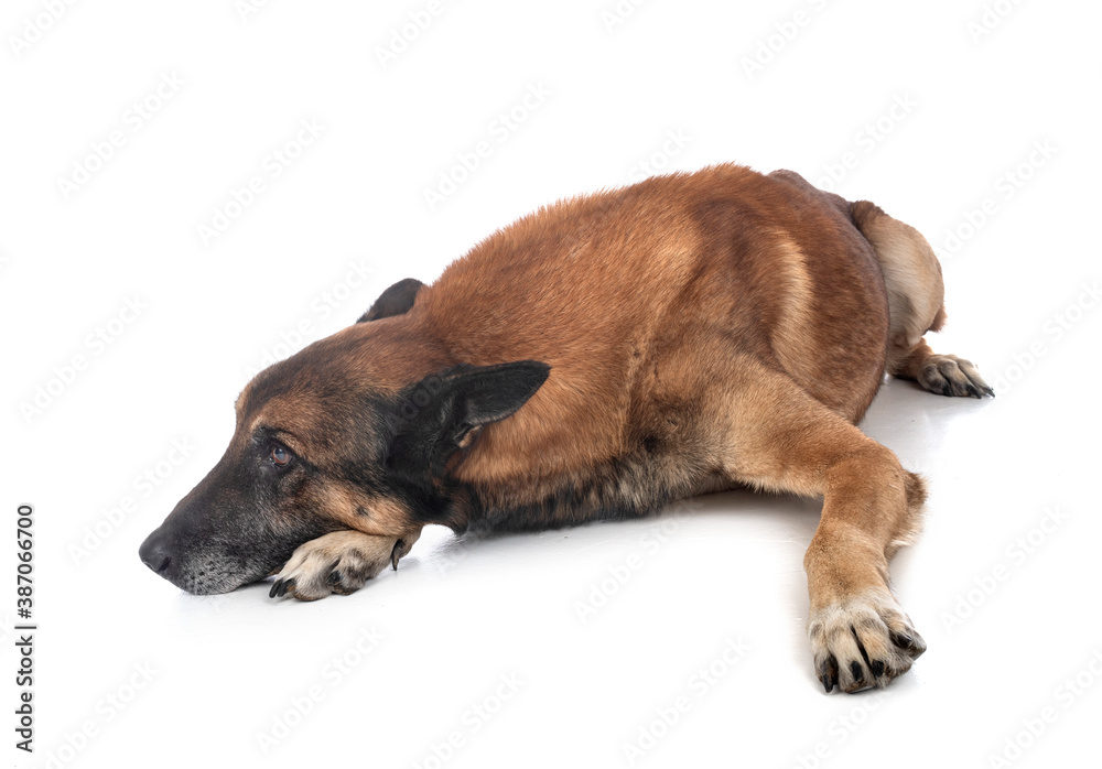 Obraz premium old malinois in studio