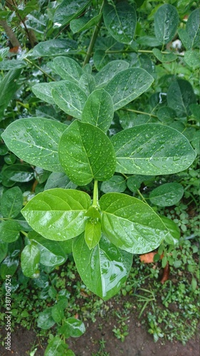 water drops on the leaves