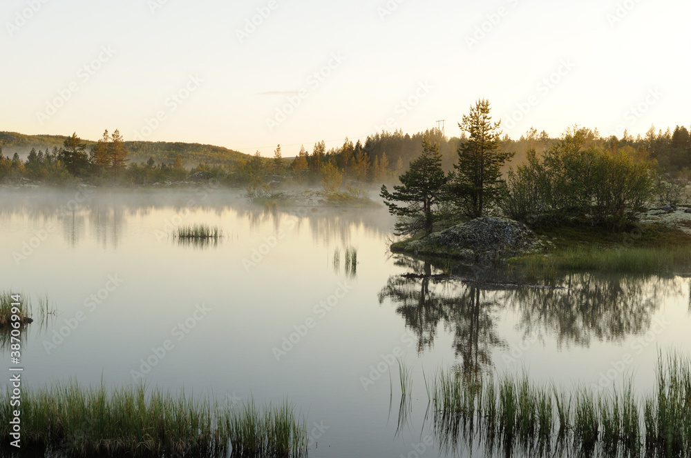 Summer forest, morning fog in the forest, nature, thick fog, cold morning