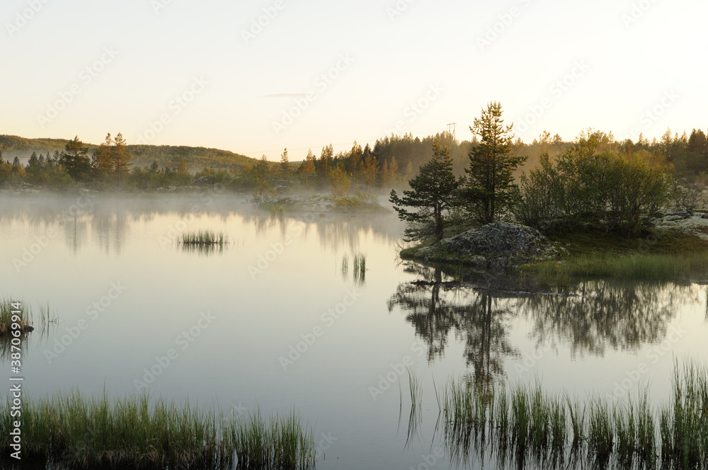 Summer forest, morning fog in the forest, nature, thick fog, cold morning Summer forest, morning fog in the forest, nature, thick fog, cold morning