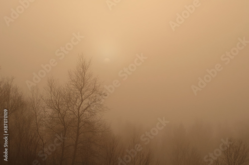 Landscape, sunny dawn, sunbeams in the fog. Trees in the fog.