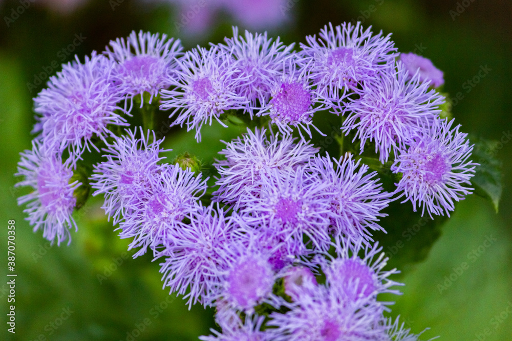 Ageratum Gauston, or Ageratum Mexican, or Dolgotsvetka is a perennial herb of the Astrov family. Ageratum Gauston, or Ageratum Mexican, or Dolgotsvetka is a perennial herb of the Astrov family.