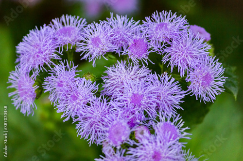 Ageratum Gauston, or Ageratum Mexican, or Dolgotsvetka is a perennial herb of the Astrov family. photo