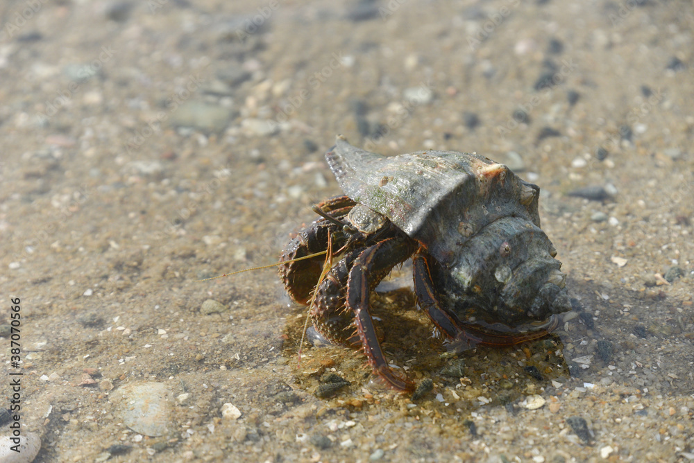 Hermit crabs that live by the sea and use shells to armor and house.