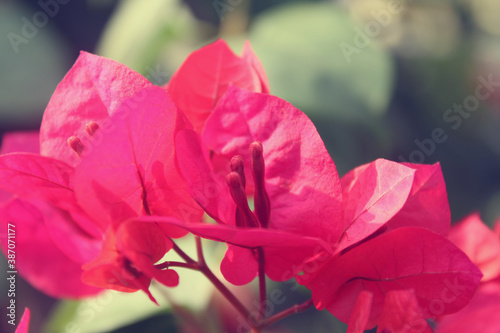 Sweet pink bougenvile on blurred background photo