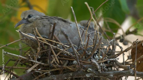 Grey bird resting in shoddy nest of twigs, Closeup