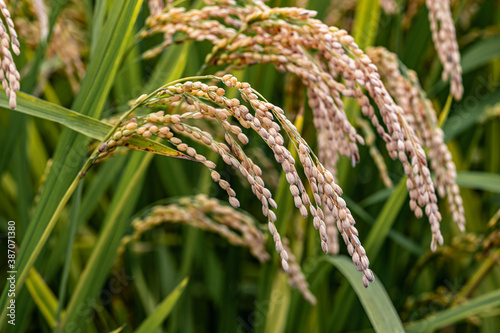 Ripe ears of rice in autumn

