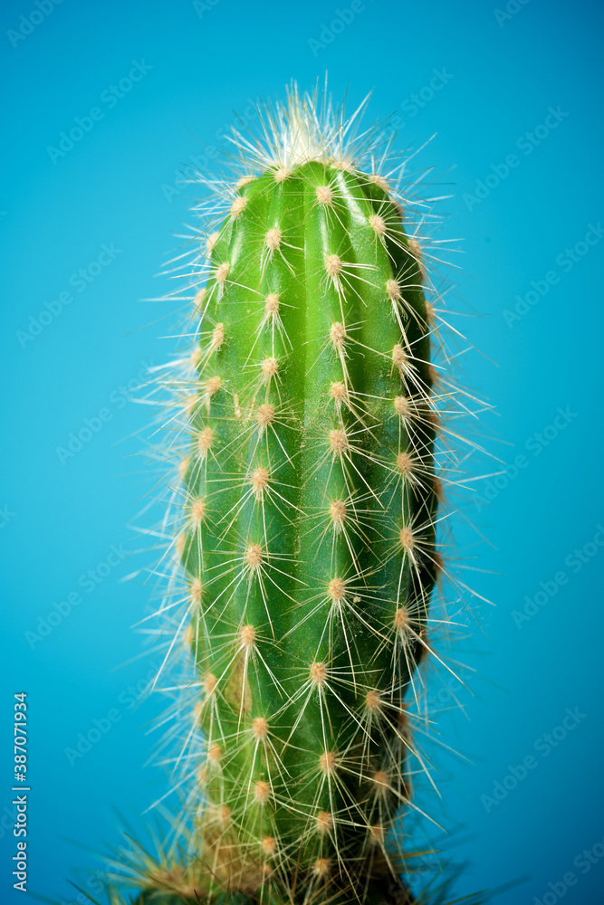 Cactus close up Cactus close up