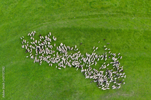 Aerial drone view of herd of sheep grazing in a meadow