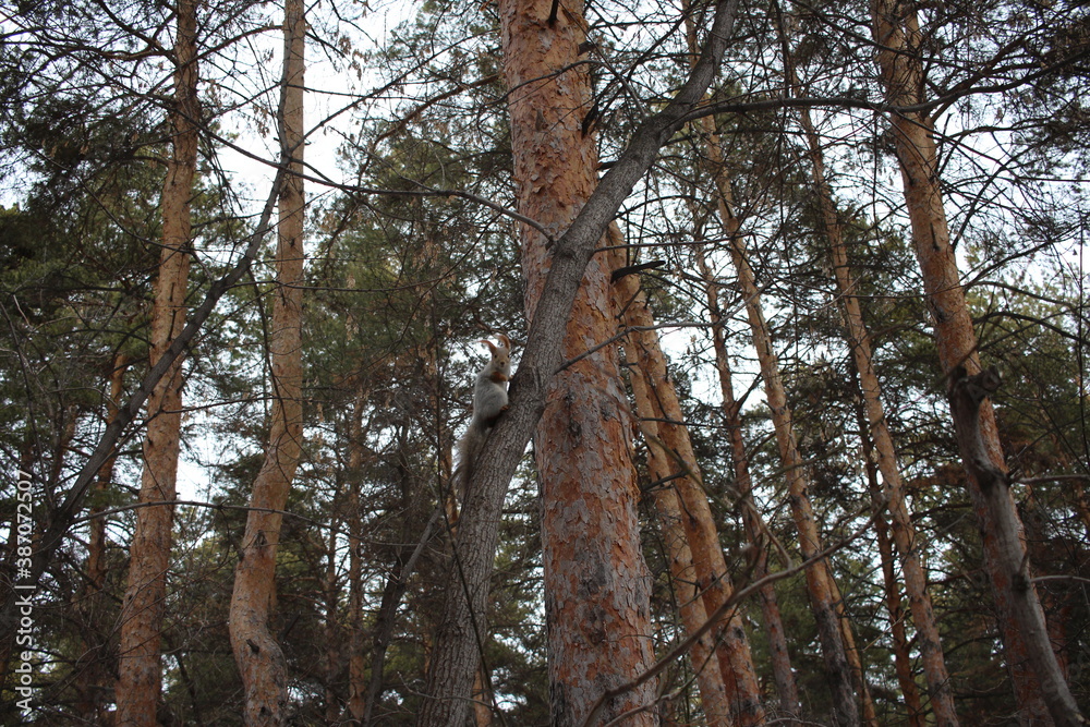 animal squirrel sitting on the branches of a tree in the forest animal squirrel sitting on the branches of a tree in the forest