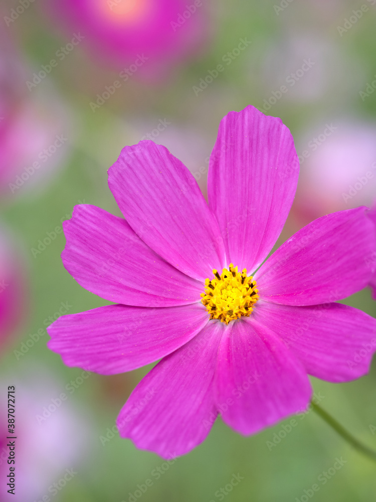 コスモスの花