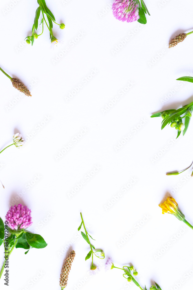 Background material of the wild flower and wild grass. 野花と野草の背景素材 Background material of the wild flower and wild grass. 野花と野草の背景素材