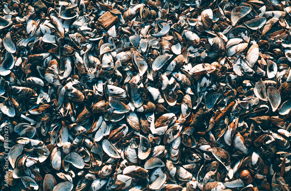 Shells close-up. Background. Travel concept background. Abstract natural background. Textured background. The concept of nature Shells close-up. Background. Travel concept background. Abstract natural background. Textured background. The concept of nature