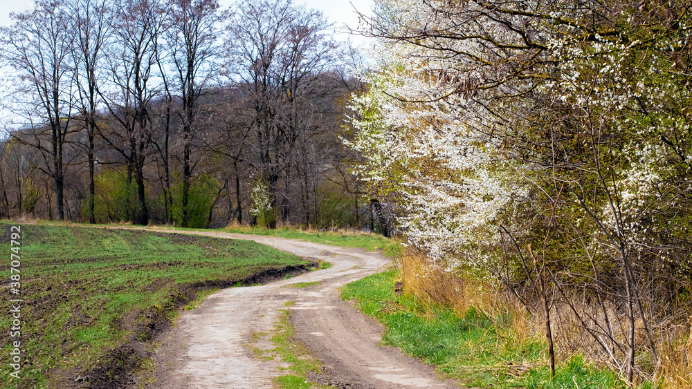 Blooming trees near the road at the end of the field Blooming trees near the road at the end of the field