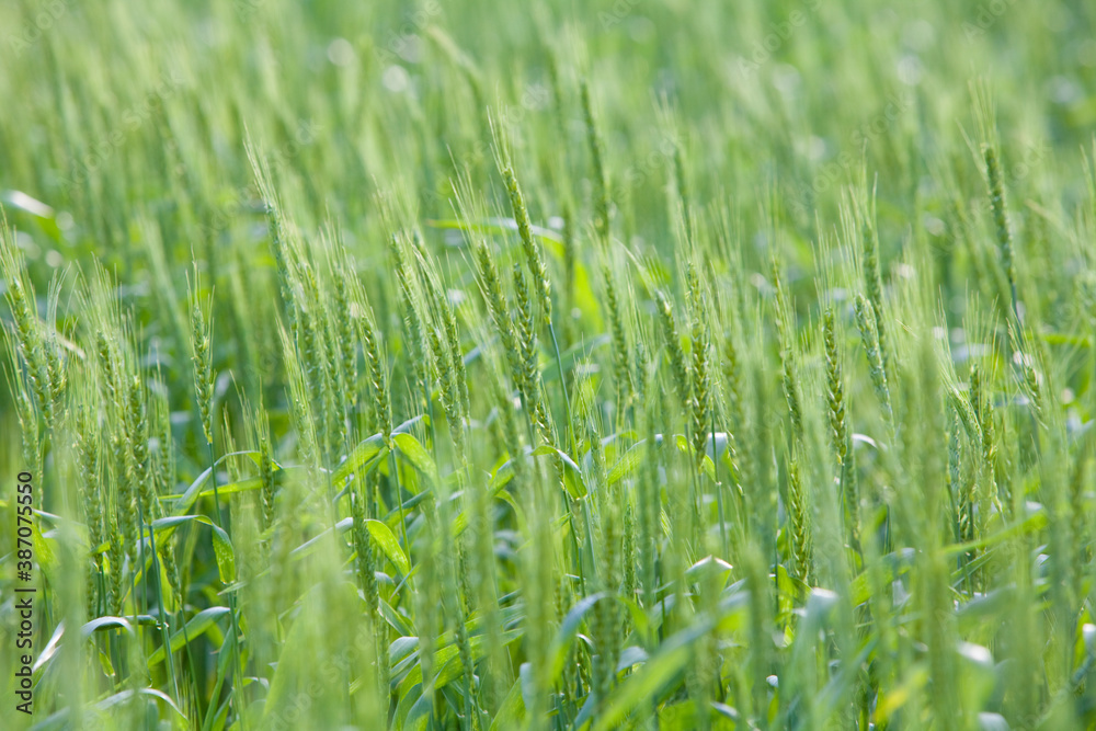 Obraz premium 麦畑