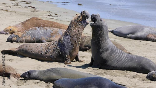 Elephant Seals on the central coast of California near San Simeon