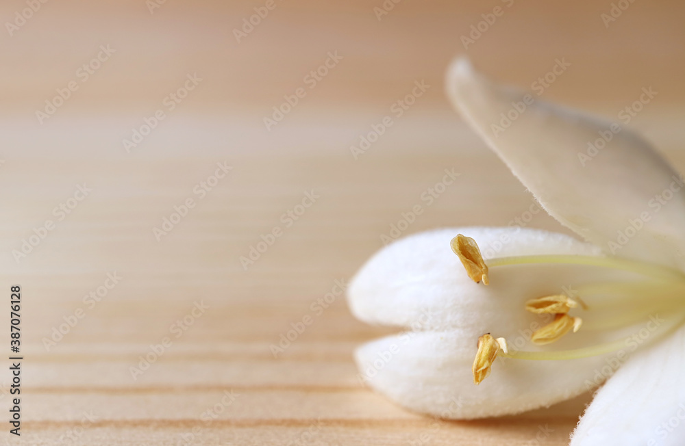 Closeup the Fluffy Petal of a Pure White Millingtonia Flower Isolated on Wooden Background