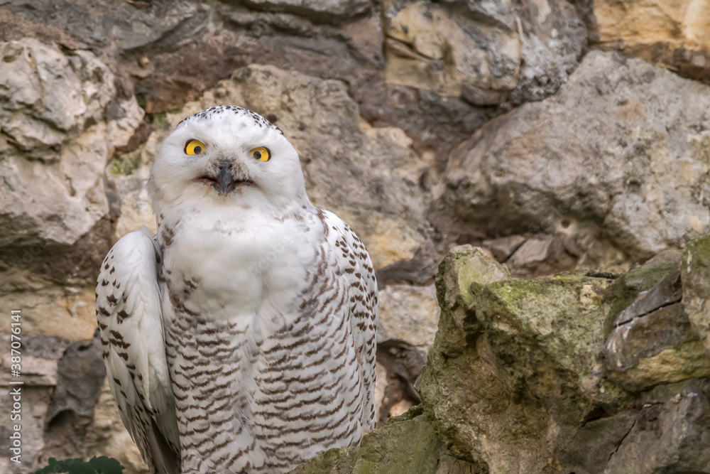 Fototapeta premium Snowy Owl (Bubo scandiacus) owlet