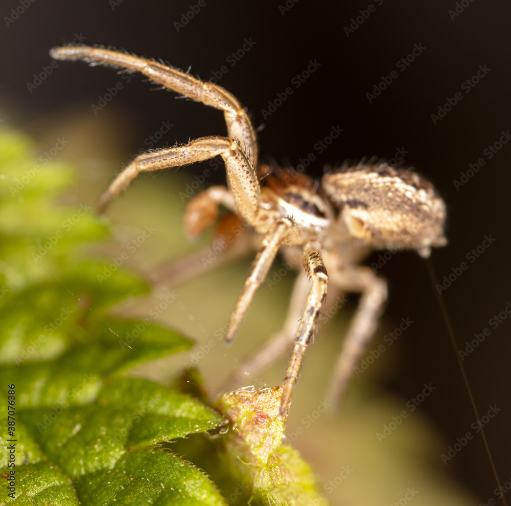 Fototapeta premium Close-up of a spider weaves a web in nature.