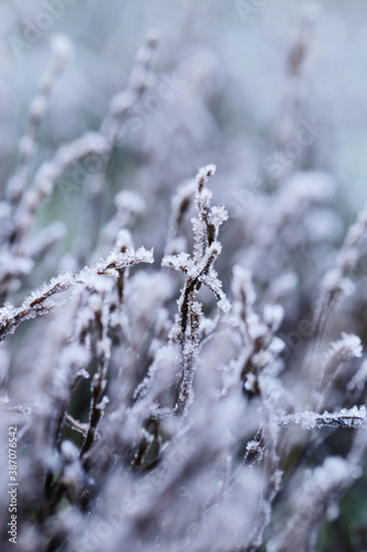 Frosty weather. Stalks of grass covered with frost.Grass in the frost. Frost on the grass in the morning sun.Winter natural plant background.November and December. Winter time