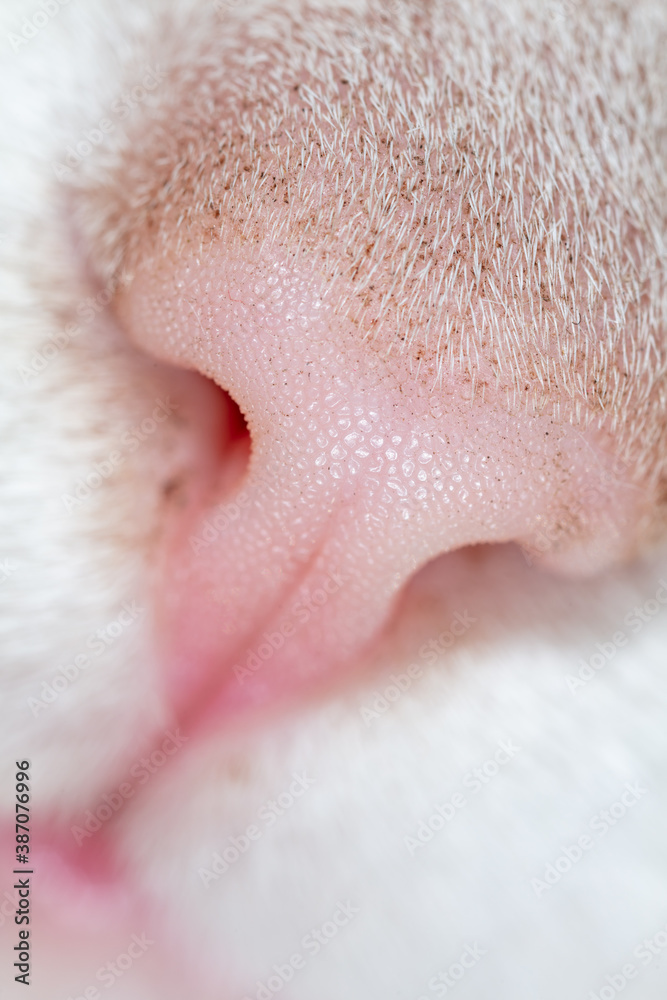 Fototapeta premium Close-up of a cat's nose.