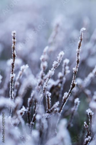 Frosty weather. Stalks of grass covered with frost.Grass in the frost. Frost on the grass in the morning sun.Winter natural plant background.November and December. Late Autumn. 