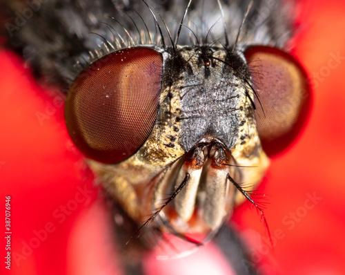 Close-up portrait of a fly in nature.