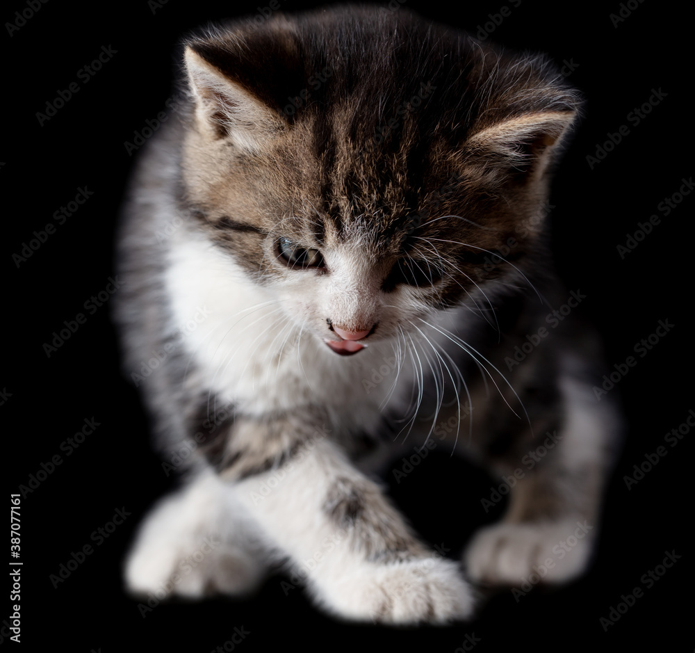 Kitten portrait isolated on black background.