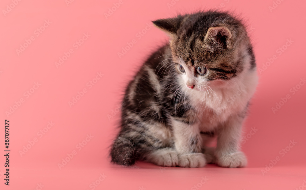 Kitten portrait isolated on pink background.