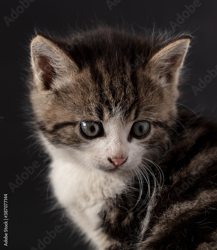 Kitten portrait isolated on black background.