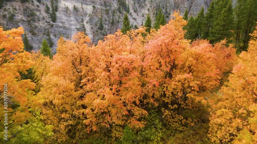 Flying over the Snake River in Wyoming, surrounded by trees turning their fall colors Flying over the Snake River in Wyoming, surrounded by trees turning their fall colors