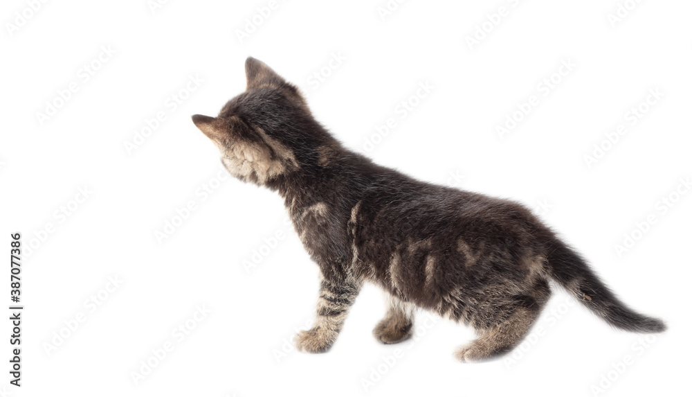 Kitten isolated on a white background.