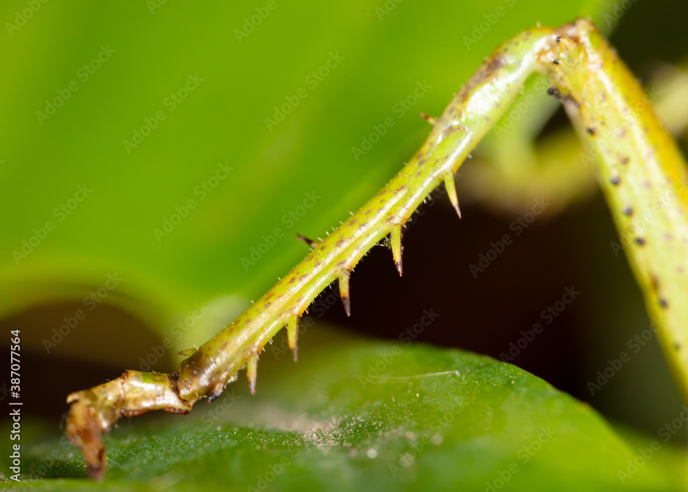 Close-up of the paw of a grasshopper in nature.