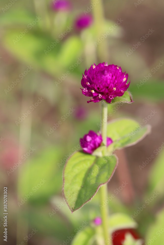 秋の花壇に咲くセンニチコウの赤紫色の花 秋の花壇に咲くセンニチコウの赤紫色の花