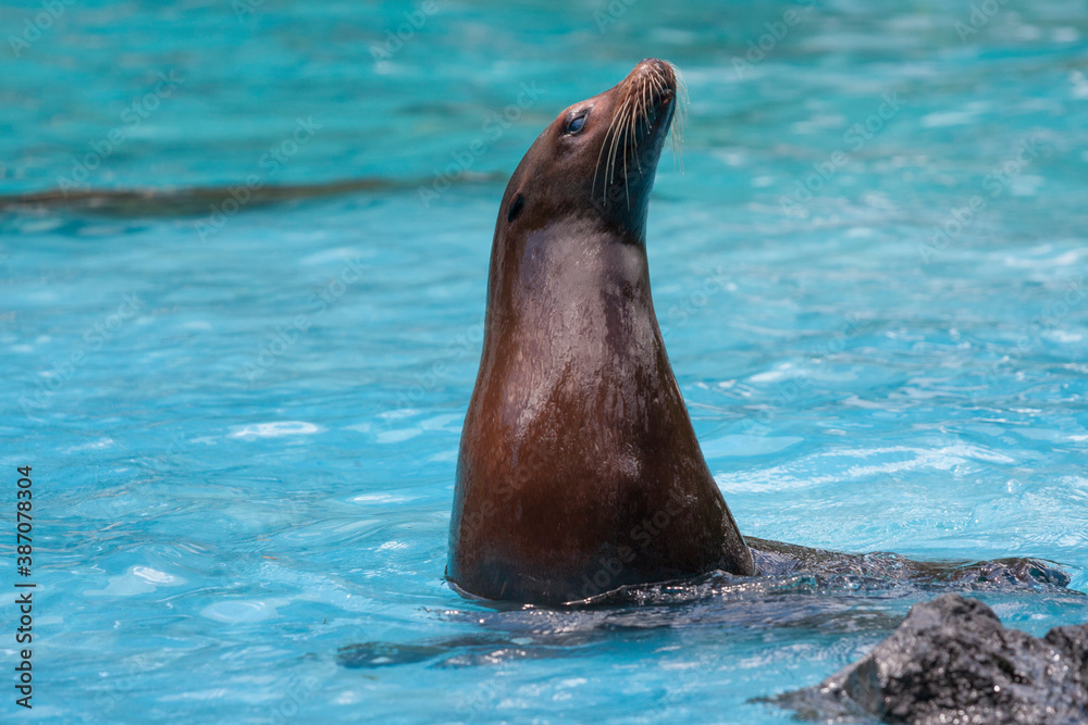 Obraz premium 天王寺動物園のアシカ
