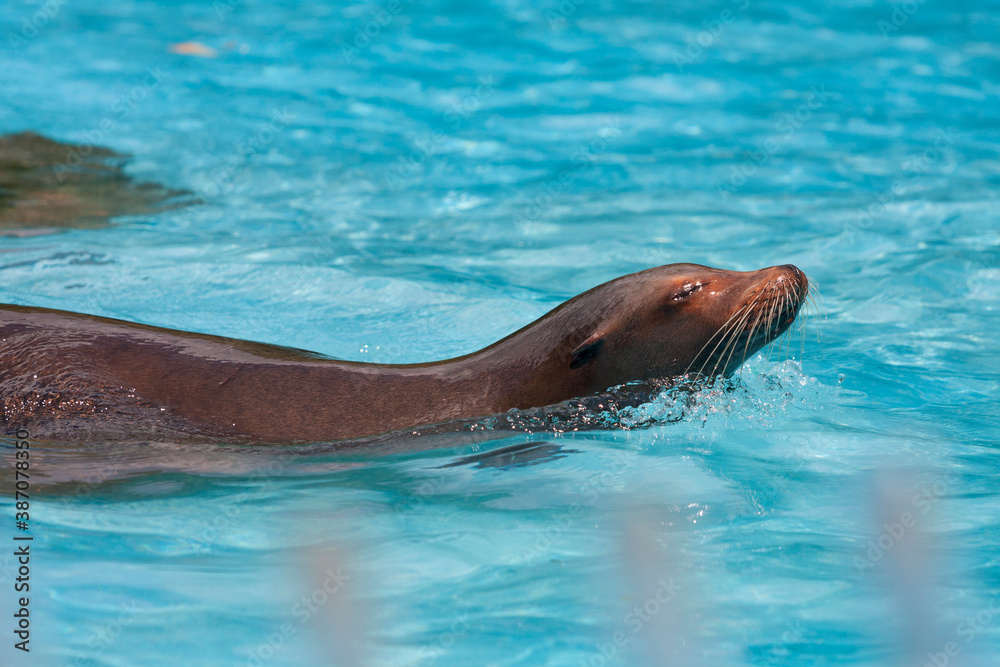 Obraz premium 天王寺動物園のアシカ