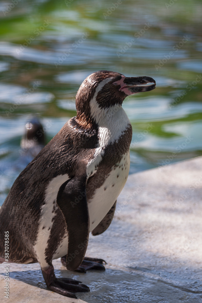 Naklejka premium 天王寺動物園のフンボルトペンギン