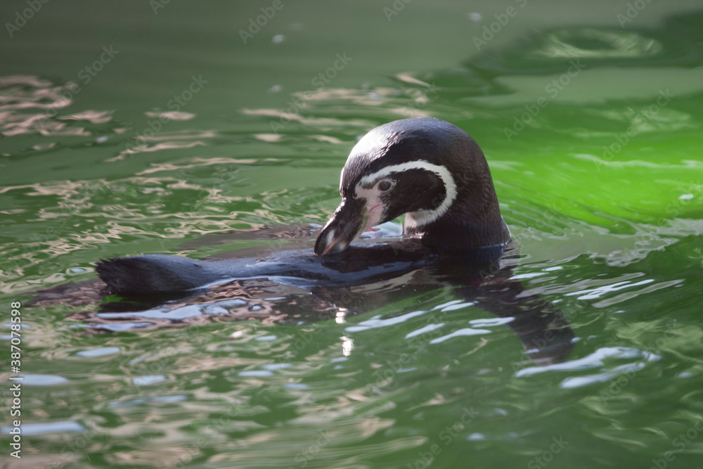 Naklejka premium 天王寺動物園のフンボルトペンギン