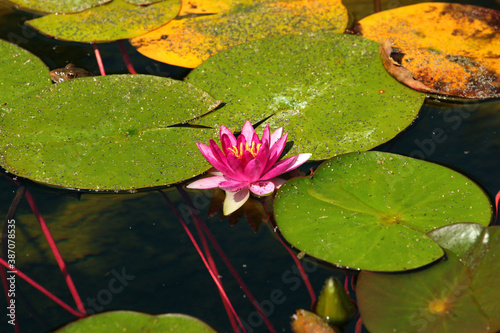 Fotografie Water lilies Nymphaea flowers in a pond