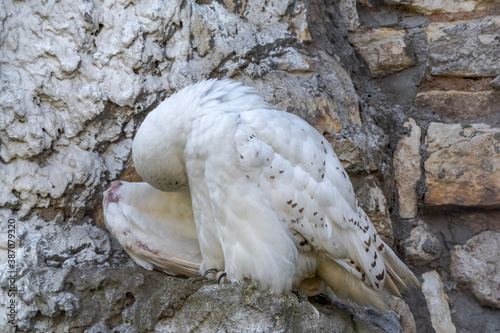 Fototapeta Naklejka Na Ścianę i Meble -  Snowy Owl (Bubo scandiacus) male