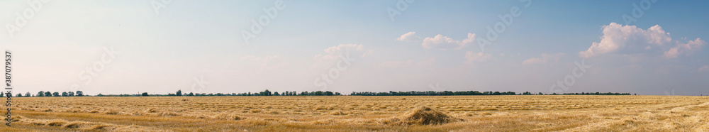 Panorama Beautiful dry stubble on the field against the sky
