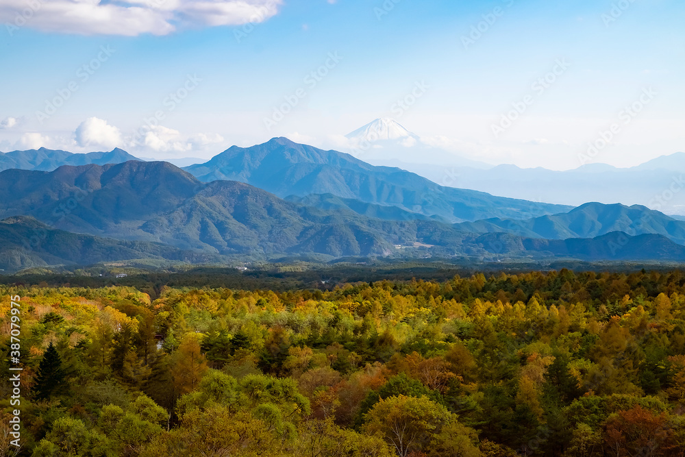 Obraz premium 美し森から見た、秋の森と富士山