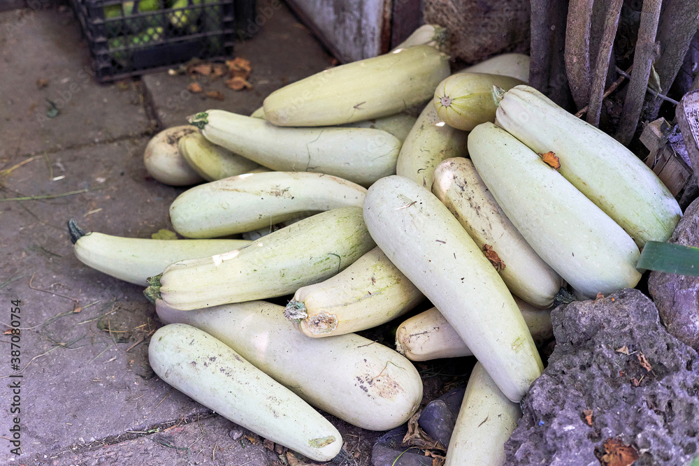 Many large zucchini lie in a heap on the ground Many large zucchini lie in a heap on the ground