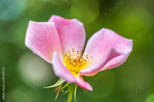 ピンク色の花としべ