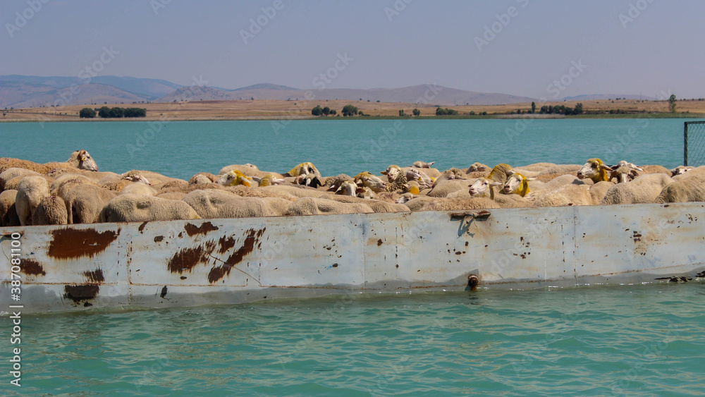 Carrying flocks of sheep on the sea Carrying flocks of sheep on the sea