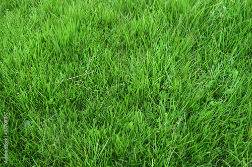 Green grass texture background top view of bright grass garden idea concept used for making green backdrop. Grass golf courses green lawn pattern textured background © Photoay