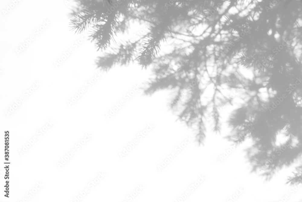 Plakat Blurred overlay effect for photo. Gray shadows of fir tree branches on a white wall. Abstract neutral nature concept background for design presentation. Shadows for natural light effects