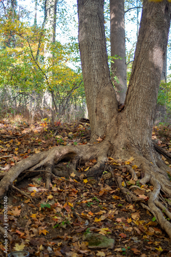 Beautiful shot of tree with two trunks and roots that curve around defocused copy space. Fall holiday landscape Beautiful shot of tree with two trunks and roots that curve around defocused copy space. Fall holiday landscape