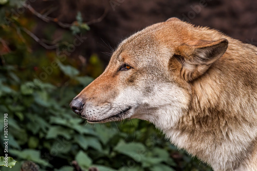 Gray Wolf  Canis lupus 